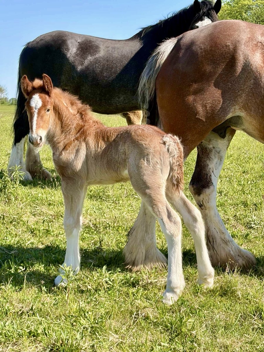 Creek View foal at its dam's side in pasture