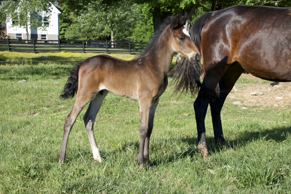 Foal and mare grazing at Creek View