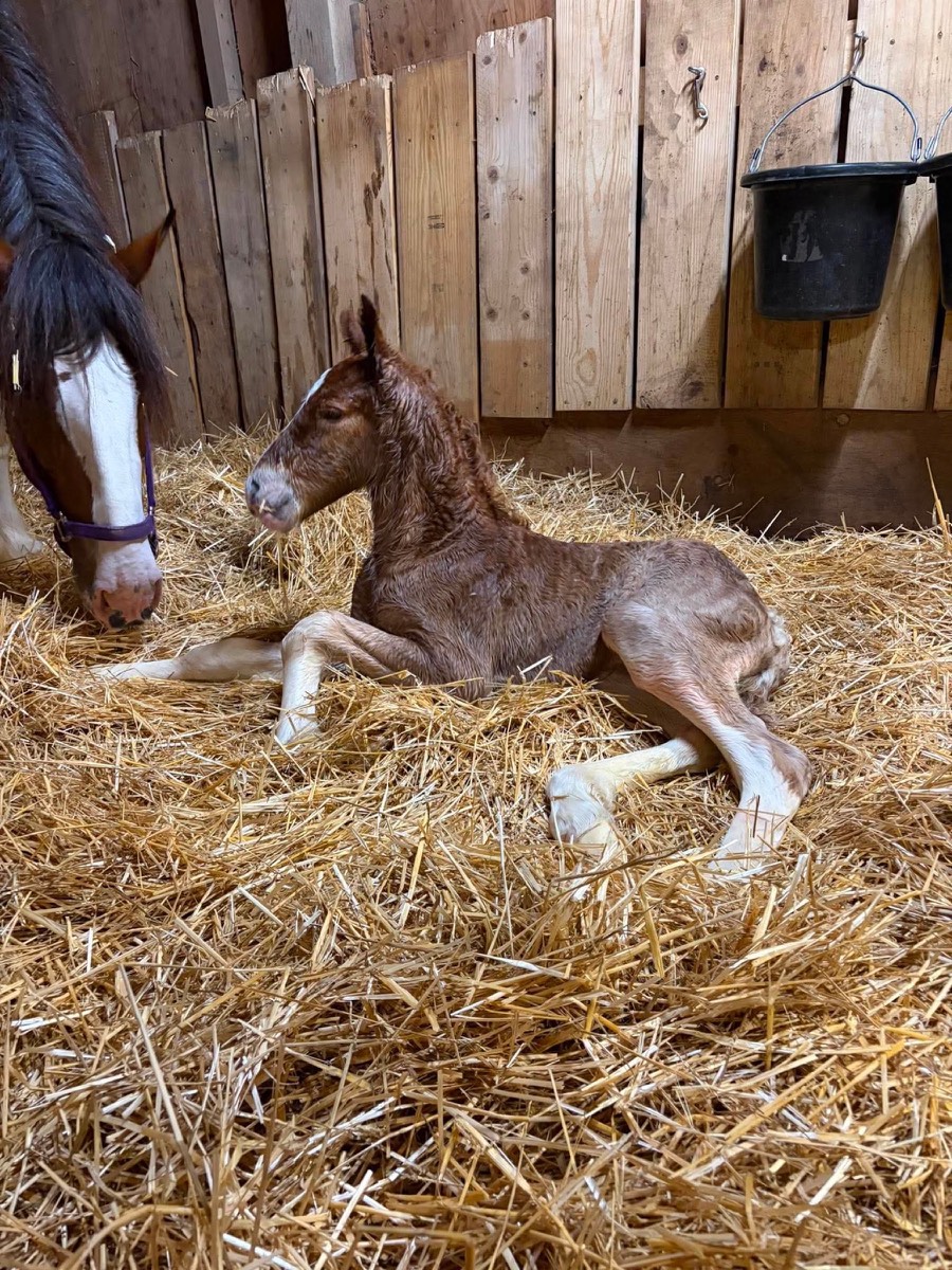 Newborn Creek View foal in the straw beside its dam