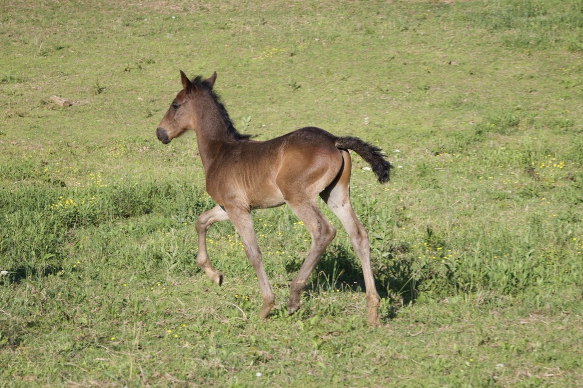 Creek View foal trotting across spring pasture