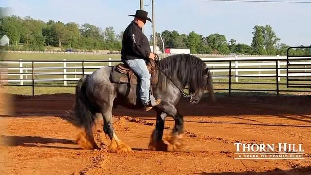 A Spark of Cosmic Blue ridden under saddle in a western arena