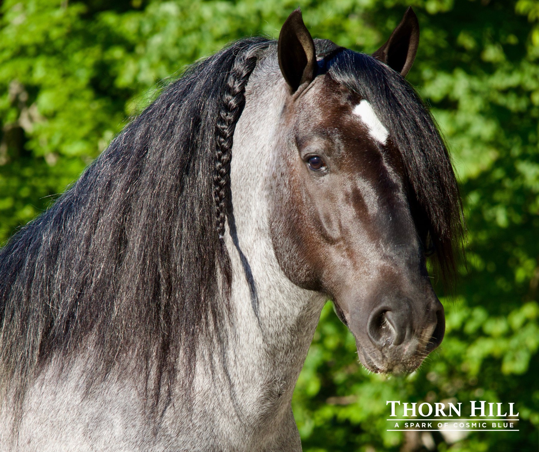 A Spark of Cosmic Blue, braided blue roan Gypsy Vanner stallion