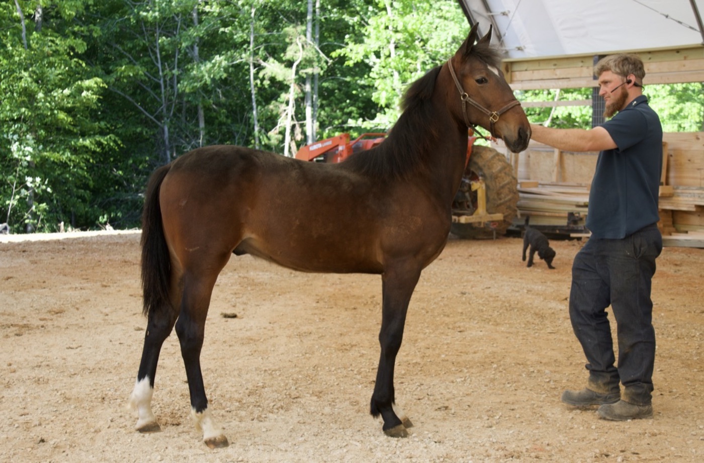 Blue River Chief, bay Creek View Equine stallion, standing with handler