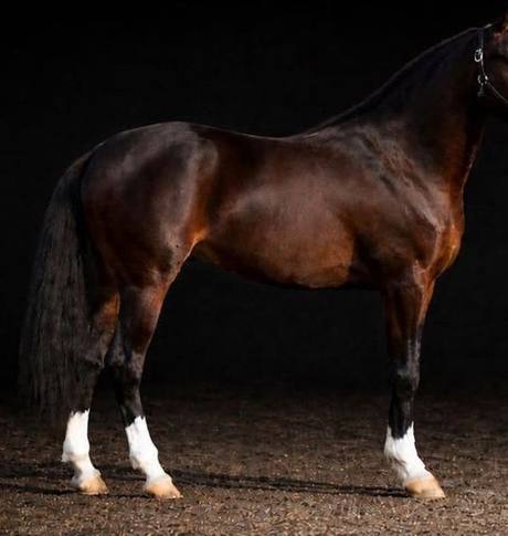 Bay Creek View Equine stallion, studio portrait