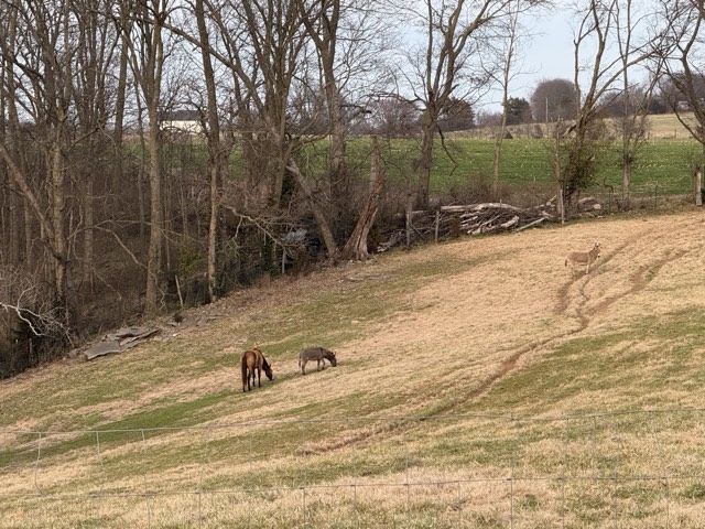Around the farm at Creek View