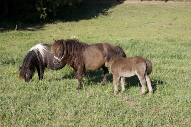 Around the farm at Creek View