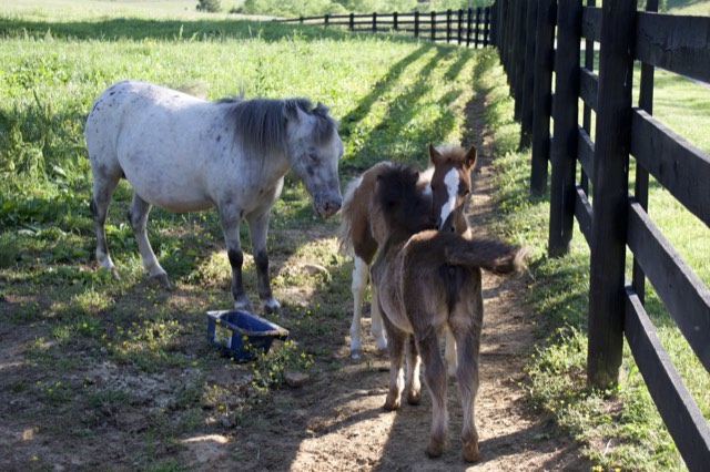 Around the farm at Creek View