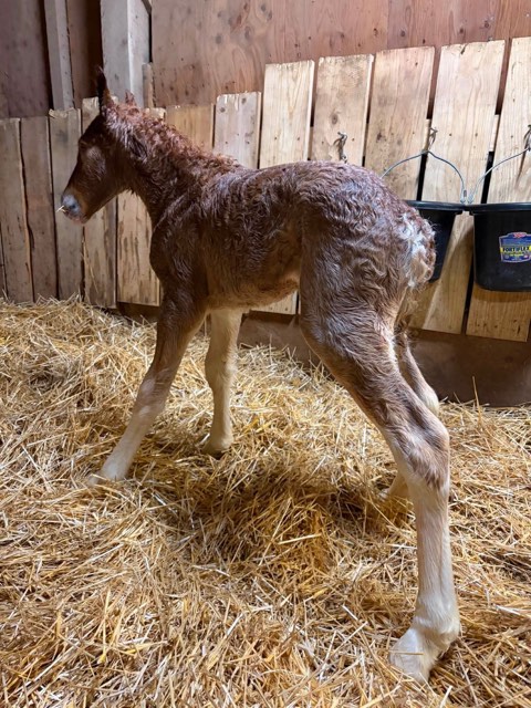 Creek View foal
