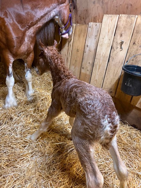 Creek View foal