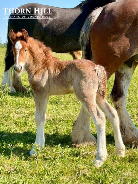 Creek View foal