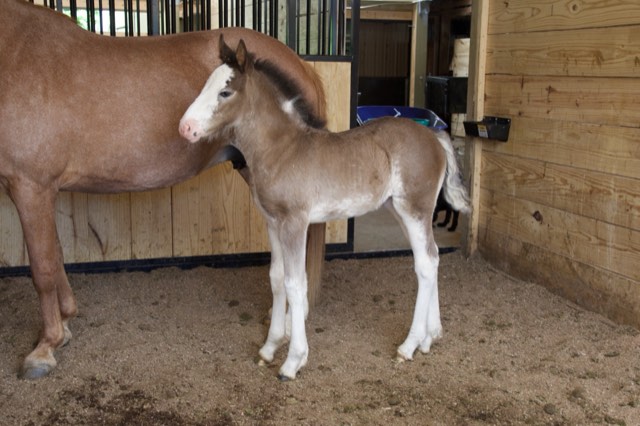 Creek View foal