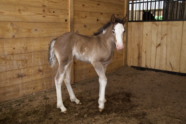Creek View foal