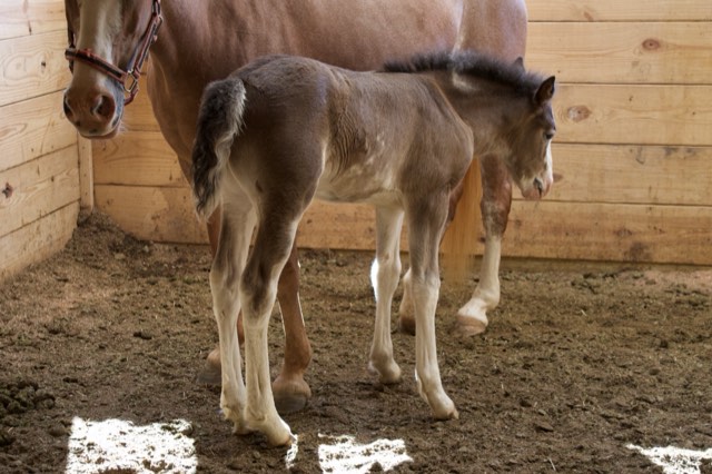 Creek View foal