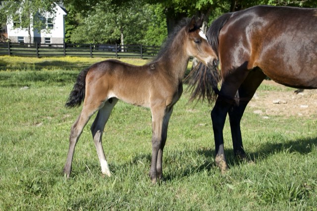 Creek View foal