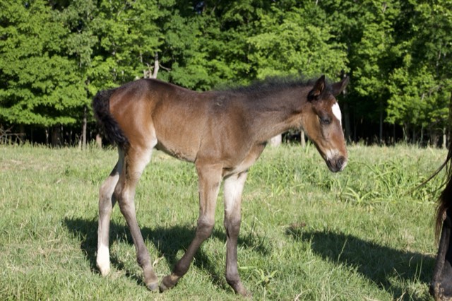 Creek View foal