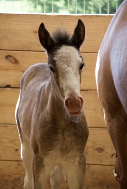 Creek View foal
