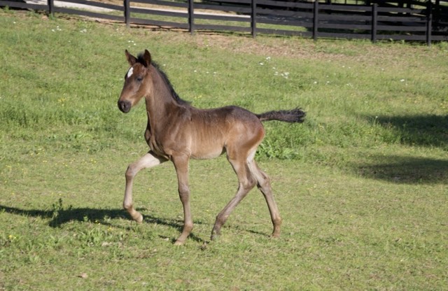 Creek View foal