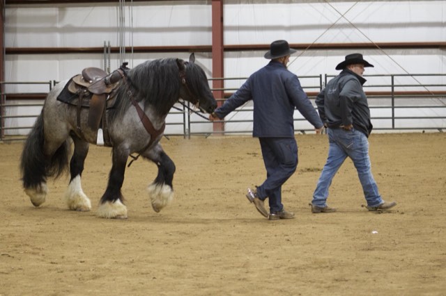A Spark of Cosmic Blue at an equine expo