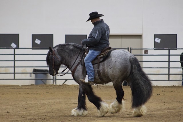 A Spark of Cosmic Blue at an equine expo