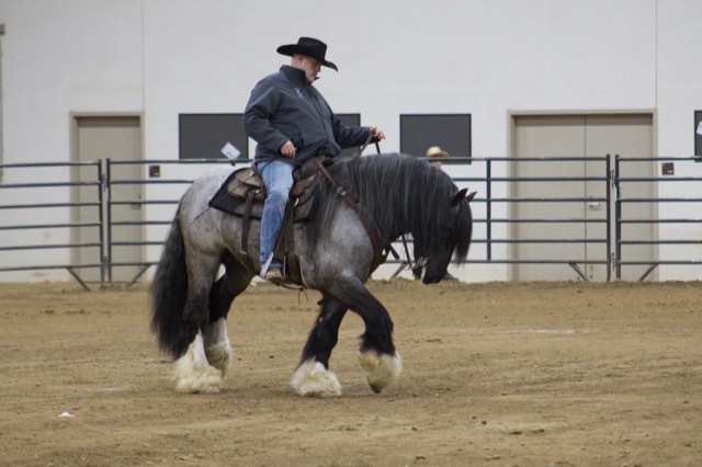 A Spark of Cosmic Blue at an equine expo