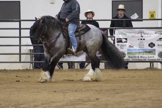 A Spark of Cosmic Blue at an equine expo