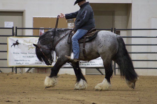 A Spark of Cosmic Blue at an equine expo