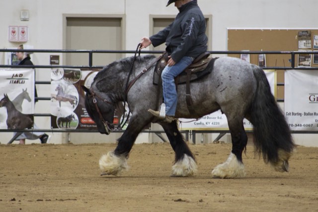A Spark of Cosmic Blue schooling at an expo