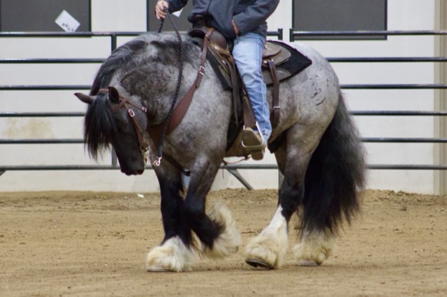 A Spark of Cosmic Blue at an equine expo