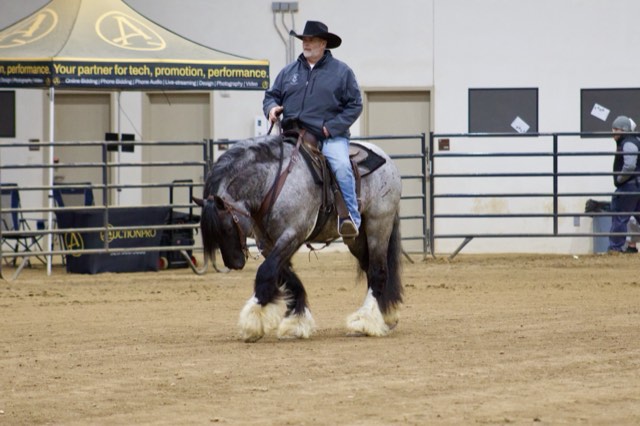 A Spark of Cosmic Blue at an equine expo