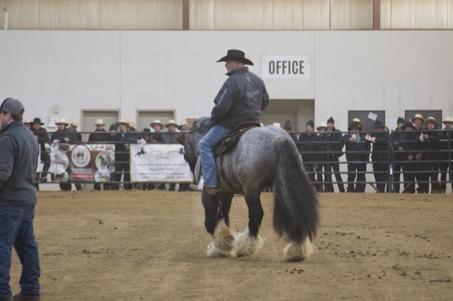 A Spark of Cosmic Blue at an equine expo