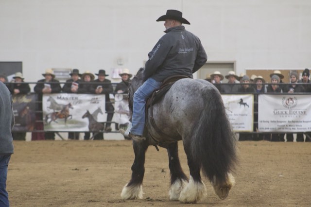A Spark of Cosmic Blue at an equine expo