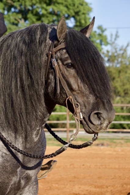 Creek View stallion
