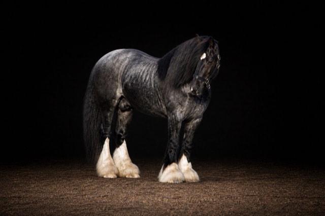 Creek View stallion