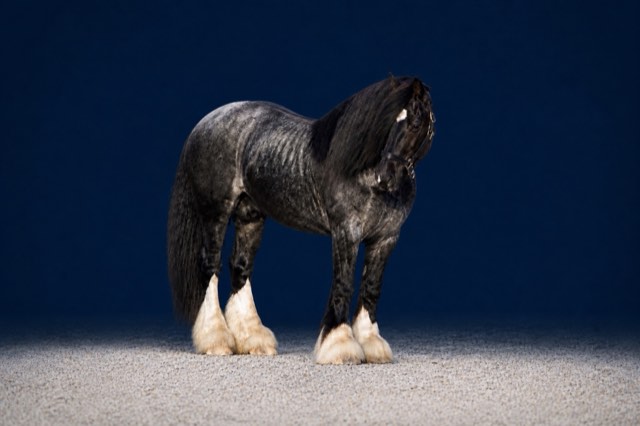 Creek View stallion