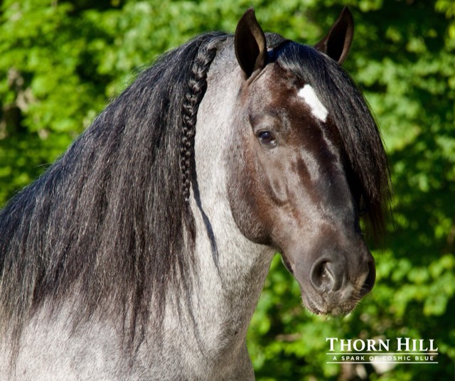 Creek View stallion