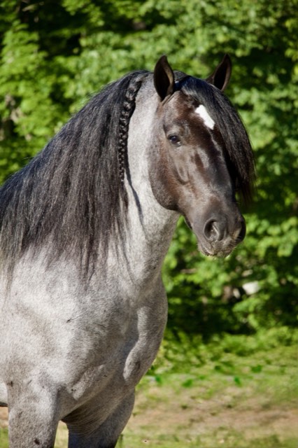 Creek View stallion