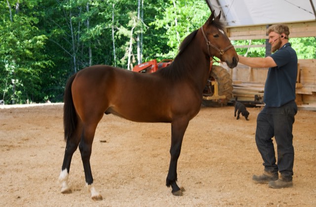 Creek View stallion