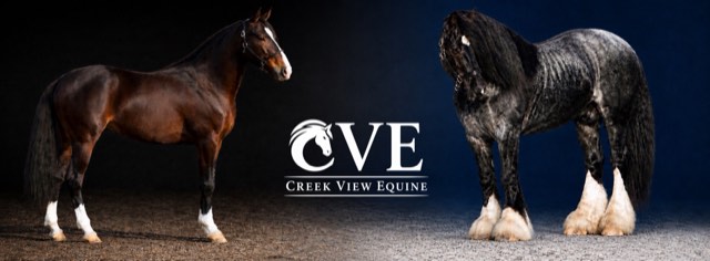 Creek View stallion